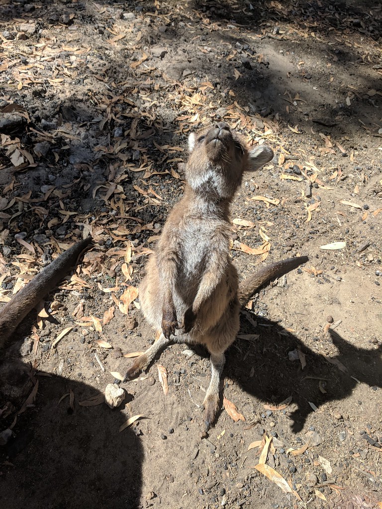 Cheeky Joey 1, Cleland Wildlife Park, Adelaide, South Australia, Australia